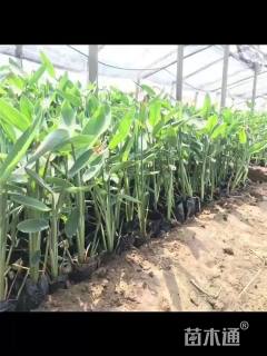 高度50厘米再力花