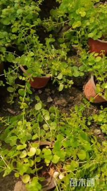 高度10厘米过路黄