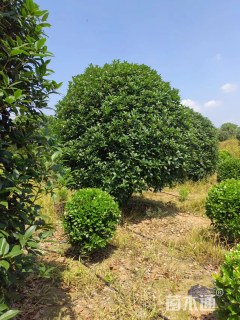 12公分小叶金桂