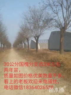 30公分国槐