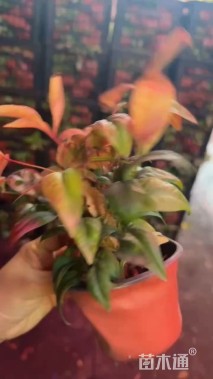 高度25厘米火焰南天竹