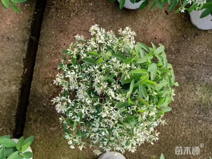 高度20厘米大戟