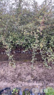 高度80厘米蔷薇