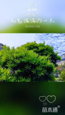 20公分日本五针松