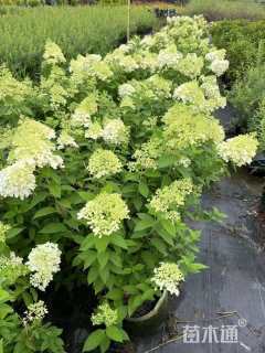 高度40厘米圆锥绣球