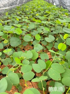 高度15厘米紫荆