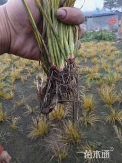 高度25厘米金叶石菖蒲