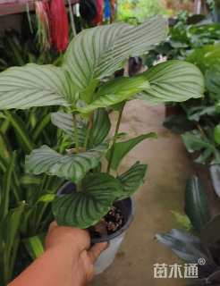 高度30厘米苹果树