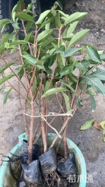 高度50厘米法国冬青