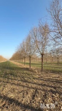 12公分中华金叶榆