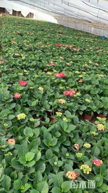 高度25厘米绣球