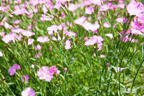 高度25厘米五彩石竹