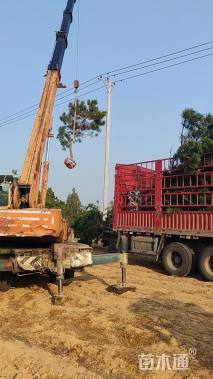 高度300厘米黑松