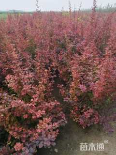 高度50厘米红叶小檗
