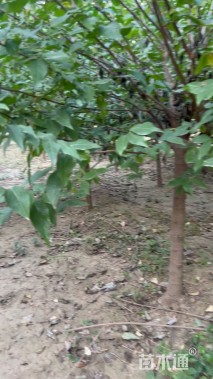 高度200厘米蜡梅