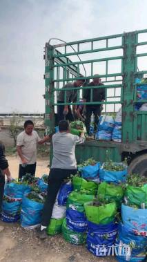 高度20厘米鼠尾草