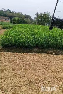 高度60厘米大叶黄杨