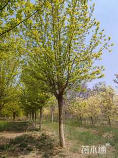 18公分金叶复叶槭