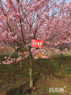 12公分江户彼岸樱