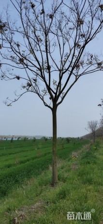 黄山栾树