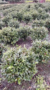 冠幅60厘米茶梅球