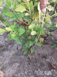 高度60厘米金叶风箱果