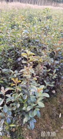 高度40厘米椤木石楠小苗