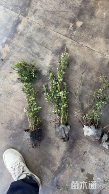 高度50厘米丰花月季