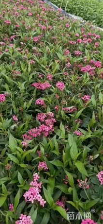 高度20厘米郎德木