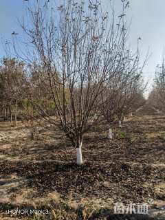 12公分绚丽海棠