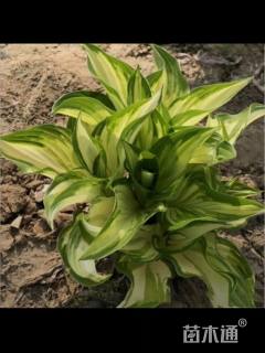 高度25厘米花叶玉簪