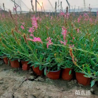 高度25厘米千鸟花