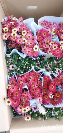 高度30厘米菊叶堇菜