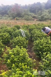 冠幅60厘米茶梅球