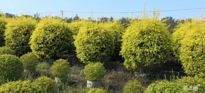 冠幅120厘米千层金球