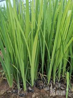 高度50厘米水生鸢尾