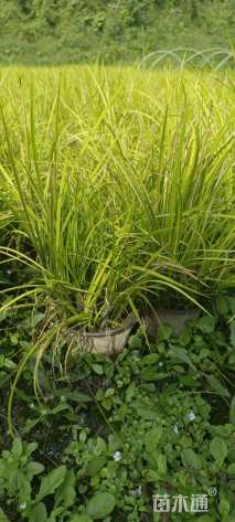 高度25厘米金叶菖蒲