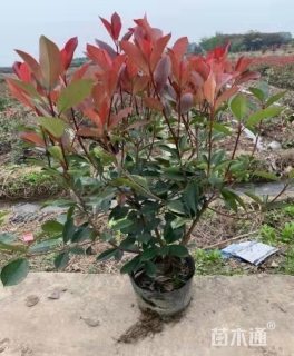 高度40厘米红叶石楠篱笆