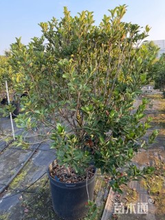 高度150厘米厚叶石斑木