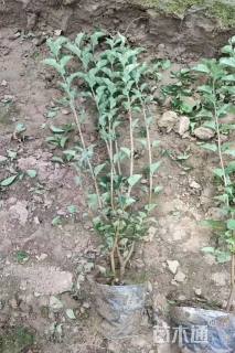 高度30厘米丁香