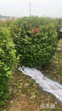 冠幅180厘米卫矛球