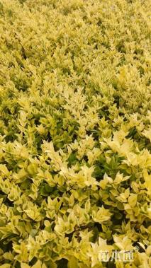 高度30厘米金森女贞