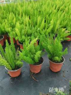 高度20厘米狐尾天门冬