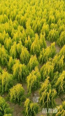 高度35厘米洒金柏