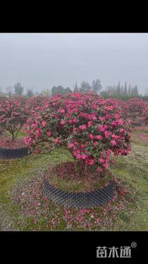 冠幅150厘米茶梅球