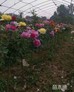 高度180厘米月季