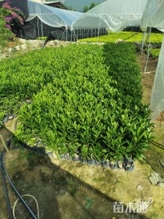 高度25厘米非洲茉莉