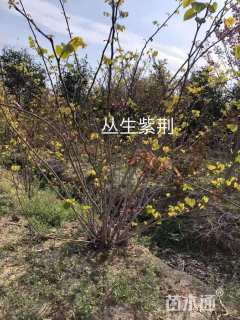 高度250厘米丛生紫荆