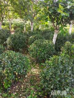 冠幅60厘米卫矛球