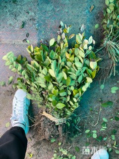 高度50厘米金森女贞小苗